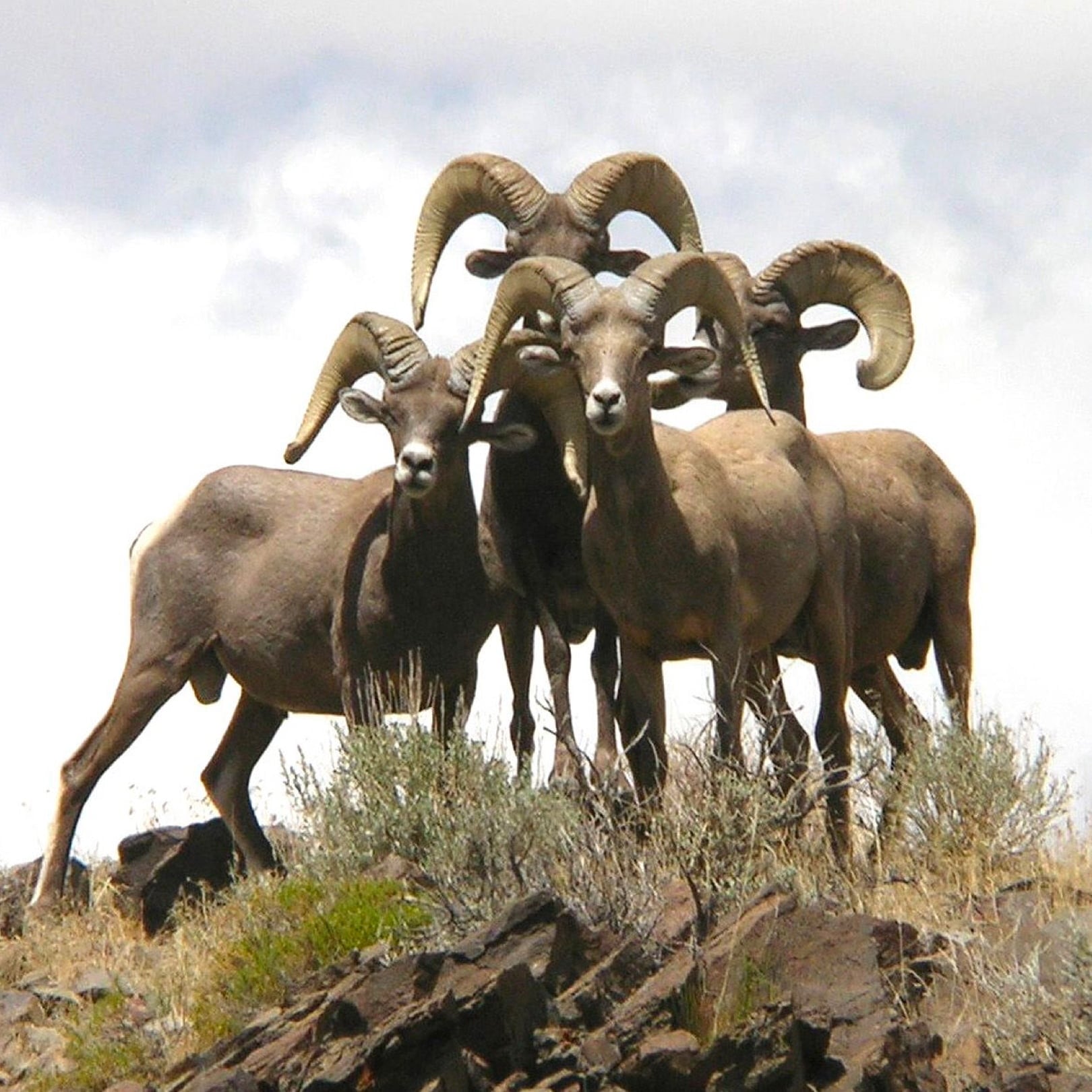 A group of four bighorn sheep rams. 