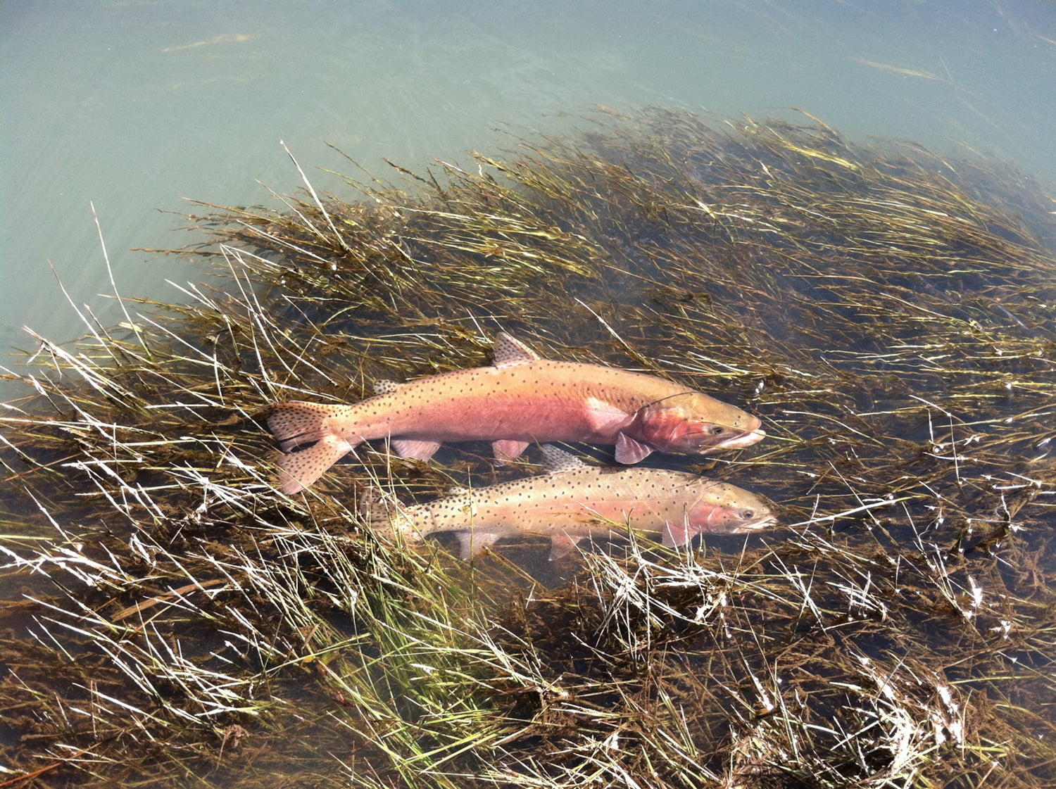 Native Trout Programs Nevada Fishing