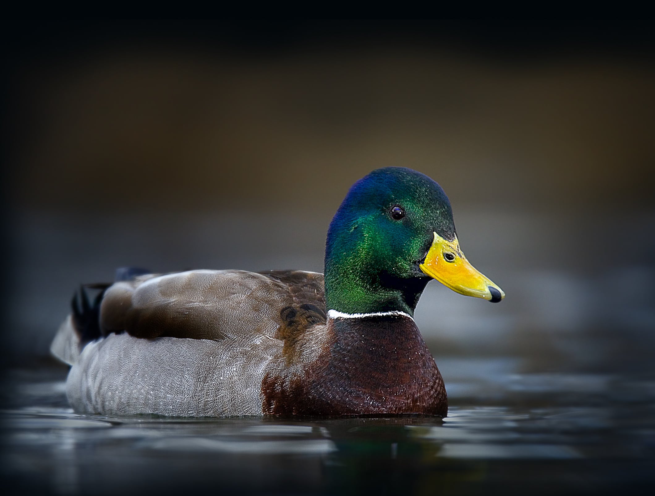 Iowa'S 2024 Duck Season: Everything You Need To Plan Your Hunt - 0hv4byt