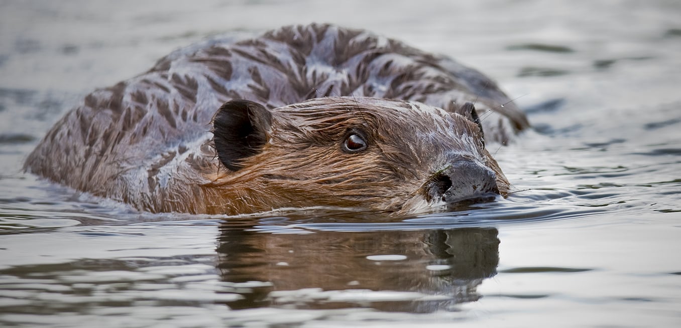 North American Beaver NDOW(03)
