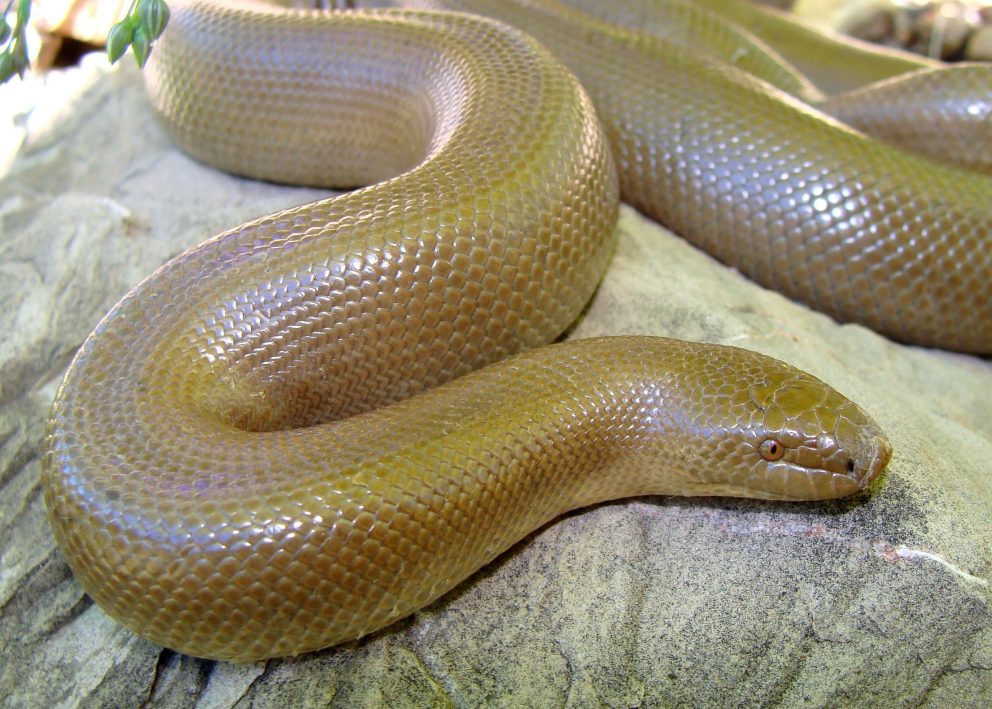 Northern Rubber Boa NDOW