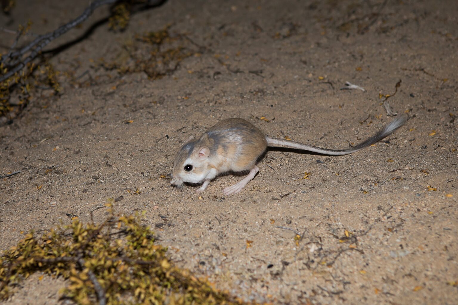 Desert Kangaroo Rat NDOW