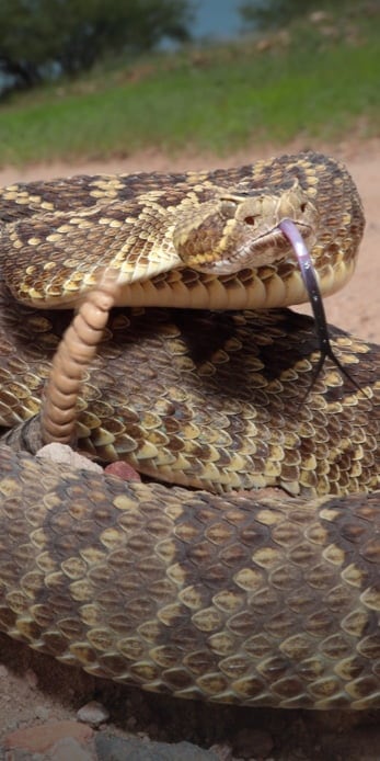 Close-up of a Mojave Rattlesnake getting ready to strike by photographer Glenn McCrea