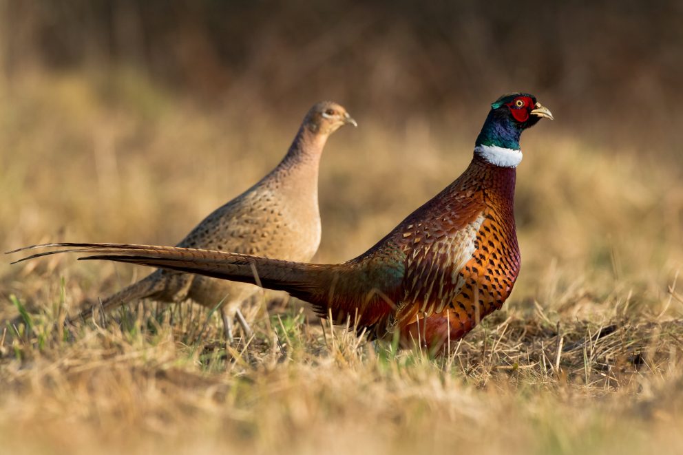 Ring Necked Pheasant NDOW Phasianus Colchicus Fact 992x661