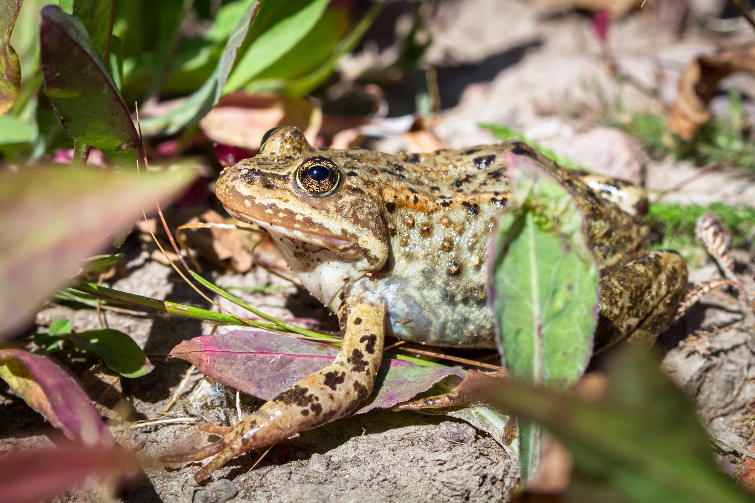 Columbia Spotted Frog NDOW