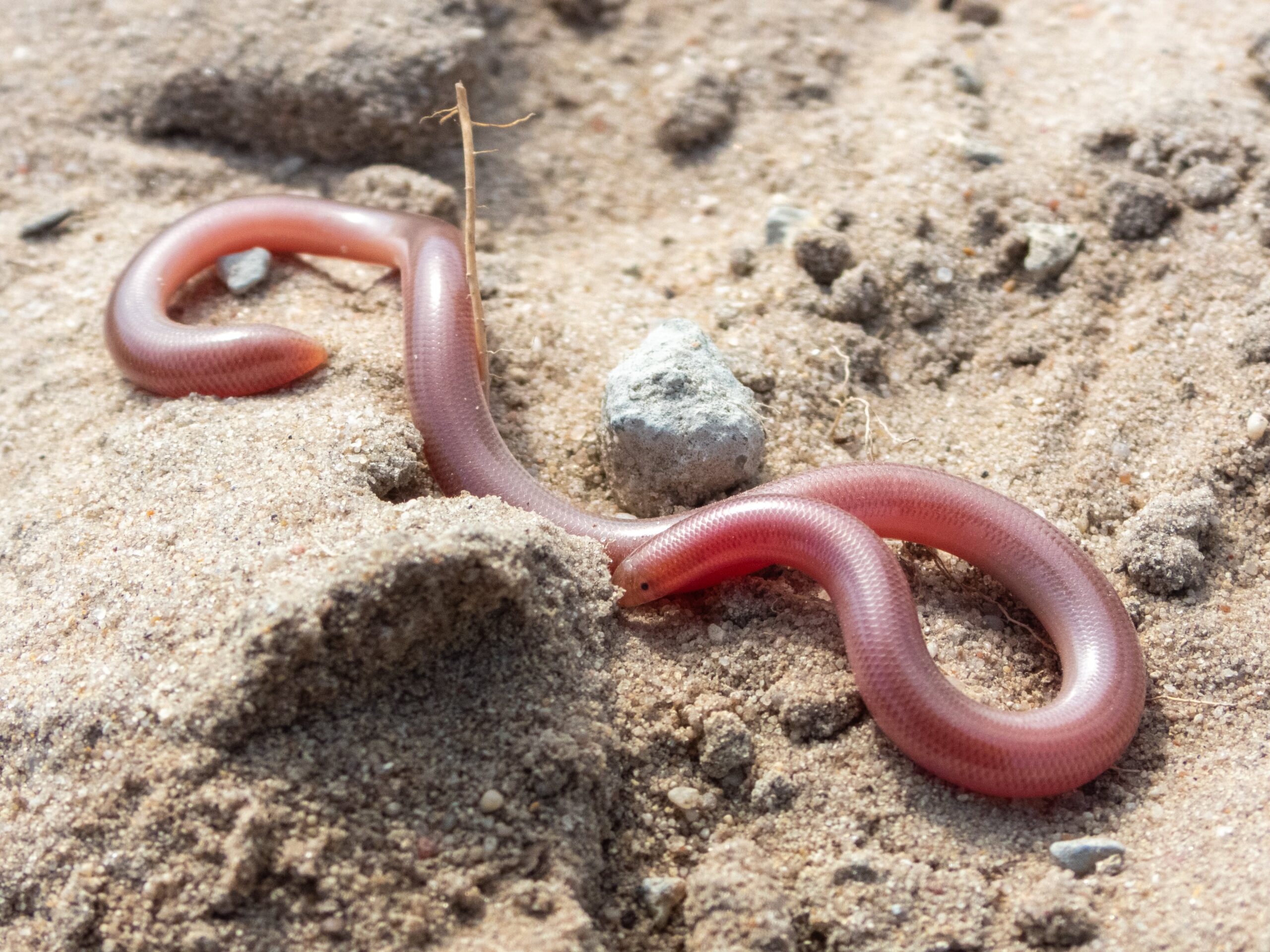 Two Step Threadsnake Western Threadsnake - NDOW