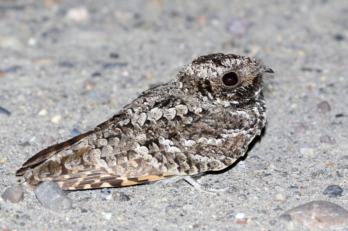 Common Poorwill bird
