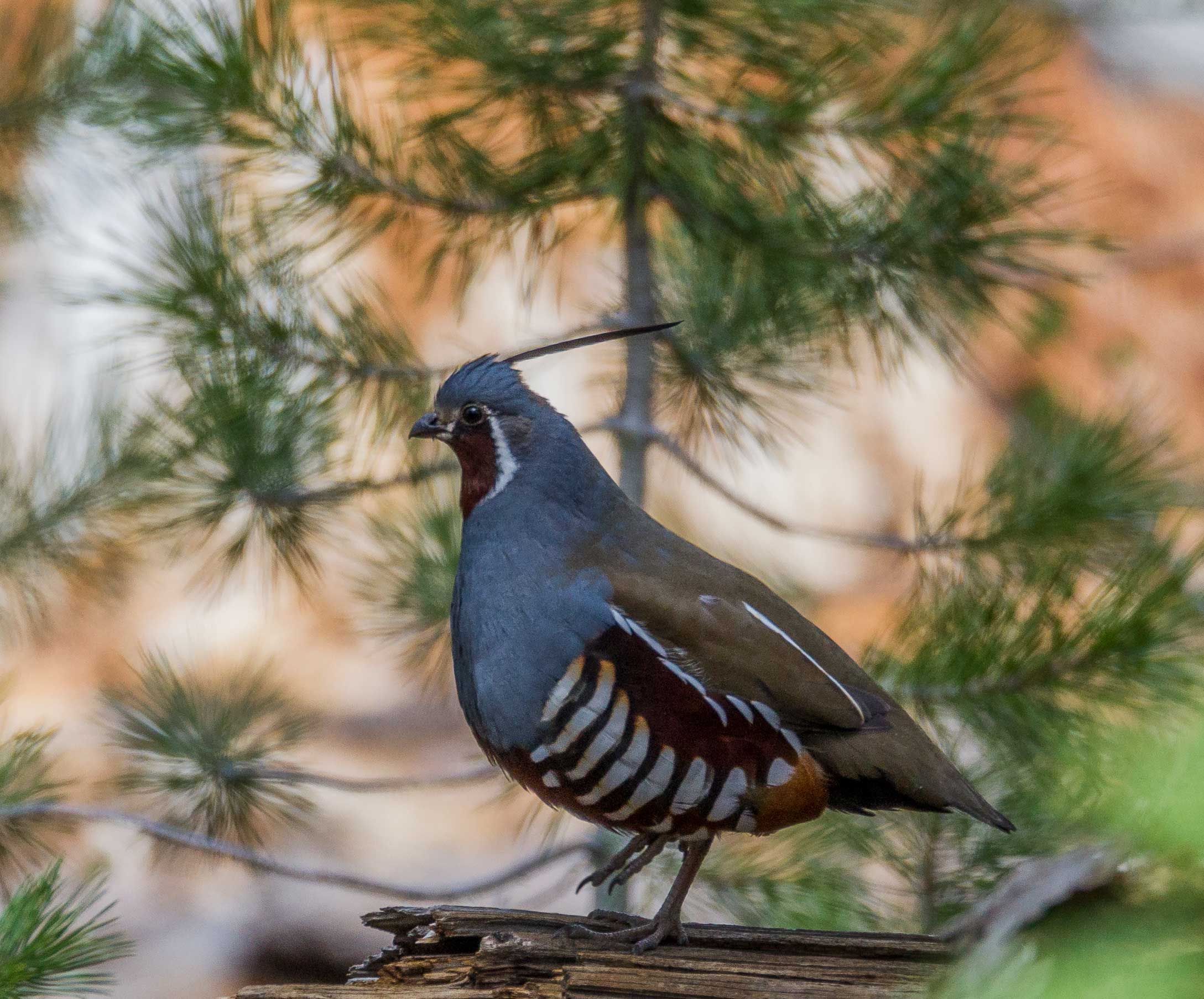 Mountain Quail - NDOW