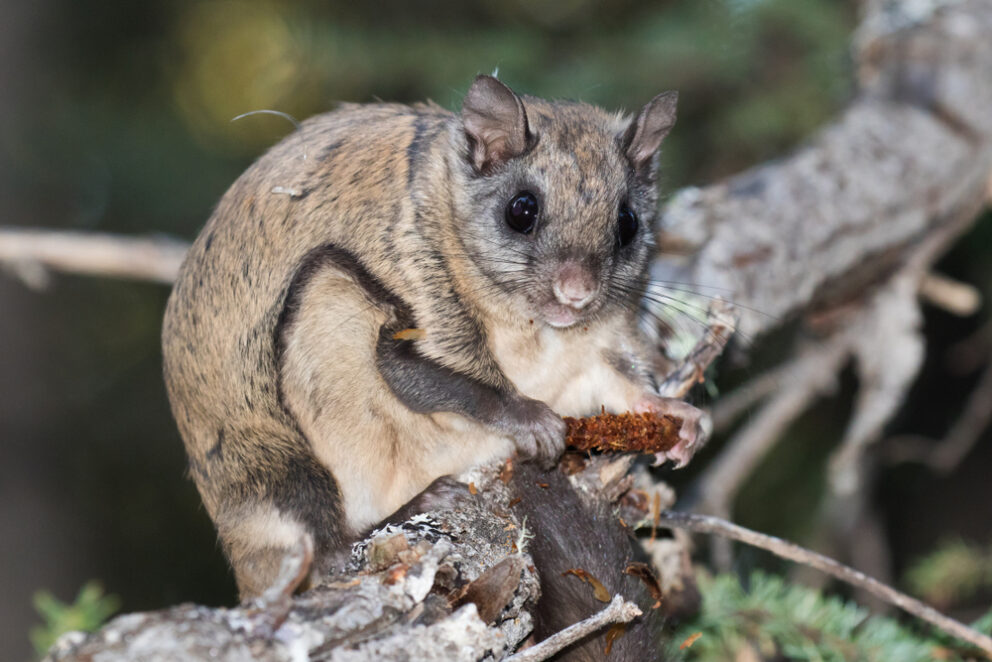 Northern Flying Squirrel NDOW northern-flying-squirrel-ndow