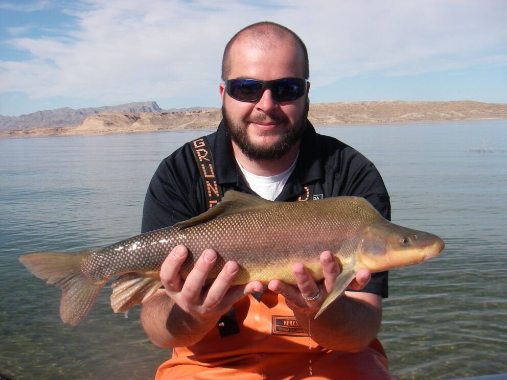 Razorback Sucker NDOW razorback-sucker-ndow